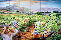 Grape harvest