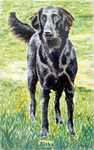 Perro Aïsha